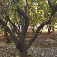 2000متر-زمین-کاربری-باغ-ویلا-سند-شش-دانگ-باغ-یوسفی