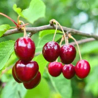 گیلاس فرنگی