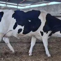 تلیسه