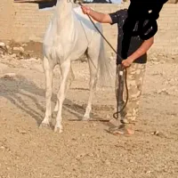 مادیان کره. زلس فرد.