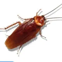 سم پاشی سوسک . وانواع حشرات تهران و حومه