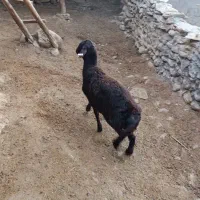 میش هترو لخت کامل افشار(شیشک)
