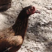 مرغ جوجه چهار ماه