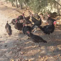 فردش بوقلمون