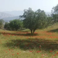 سیب زمینی عمده درجه یک کیلو ۴۵