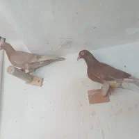 کبوتر شهرستانی