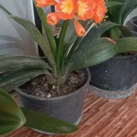 فروش گل خورشیدی، سیکاس، کاکتوس صخره ای و