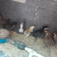 جوجه لاری اوشامو و گلین لری