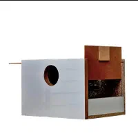 لانه عروس هلندی