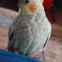 عروس هلندی