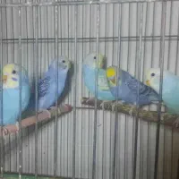 مرغ‌عشق وعروس وفنج
