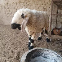 میش ماده