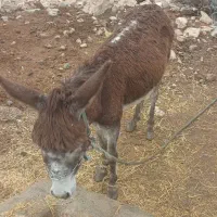 الاغ