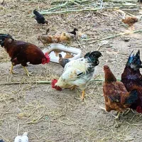 مرغ تخم گذار