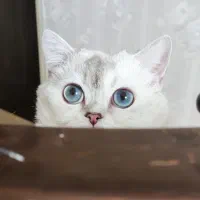 بریتیش سیلور شل/چینچیلا نر