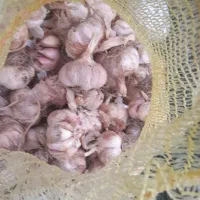 سیر زیر سورتی
