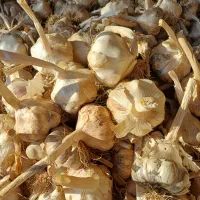 سیر