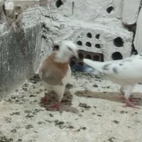 کفتر