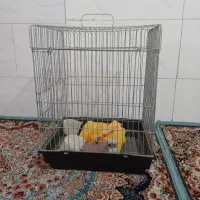 قفس عروس هلندی