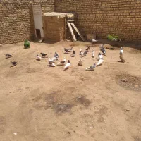 کبوتر۱۲ملیون تخفیف پای معامله