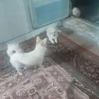 سگ پاپی خوشکل بانمک دوست داشتنی دوماه