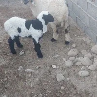 گوسفند جری با بره نر