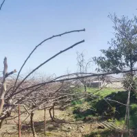 ۷۰۰متر زمین مسکونی در روستای ساحلی ، اسالم