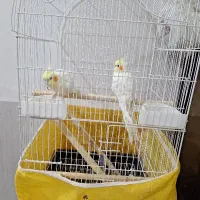 قفس وعروس هلندی نروماده
