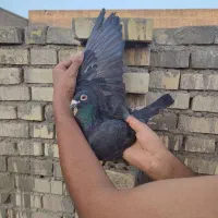 نر دو هط بازرگان