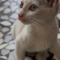 واگذاری گربه ماده ۳ ماهه