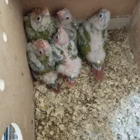 طوطی گرینچیک سرلاکی گتوند