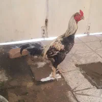 لاری