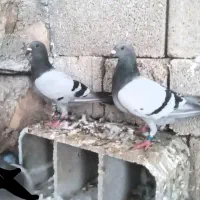 کبوتر