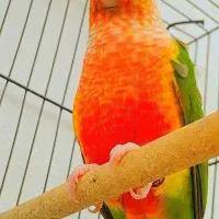 طوطی گرینچیک مولد راهب کوتوله کاسکو خورشیدی عروس