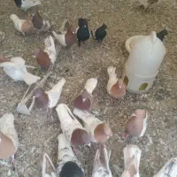 رنگه خوشگل