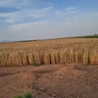 زمین-کشاورزی-حاصلخیز