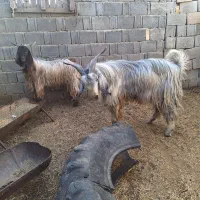 کهر نر