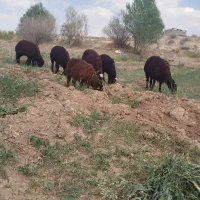 بره ماده