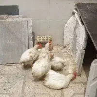 فروش جوجه خروس سفید