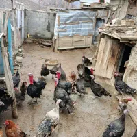 تخم نطفه دار بوقلمون