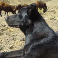 یک قلاده سگ نر ۱۰ ماه نژاد سراب دهن پاک