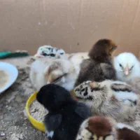 جوجه یکروزه تا نیمچه ۳ماهه