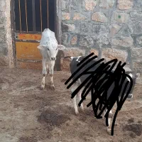 گاووگوساله نر.روستای درویان علیا