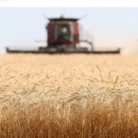 گندم دیم