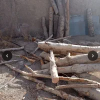 خریددرخت چوب شاخه