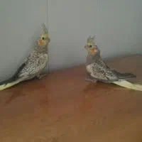 عروس هلندی نر و ماده مرواریدی