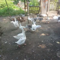 بالغ سالم و درشت، مناسب پرورش و جوجه‌کشی