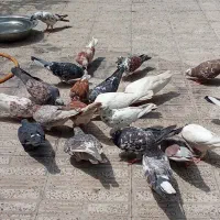 کبوتر فروشی دونه ای 100 تومن