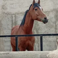 نریان عرب آس