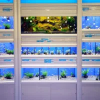 استخدام تیم اجرای آکواریوم